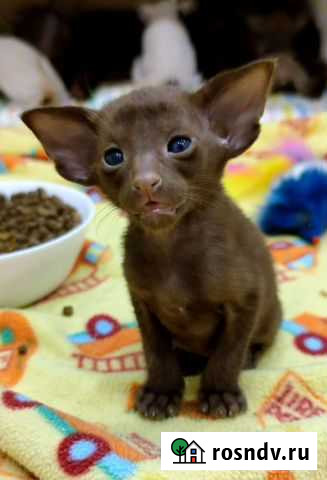 Ориентальные котята Санкт-Петербург - изображение 1