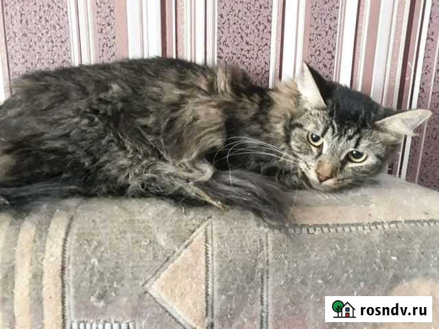 Стерилизованная кошка Барби в добрые руки Тамбов - изображение 1