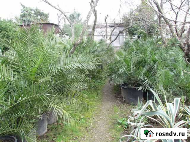 Все виды пальм, ёлок, агав и др. раст., мандарины Веселое - изображение 1