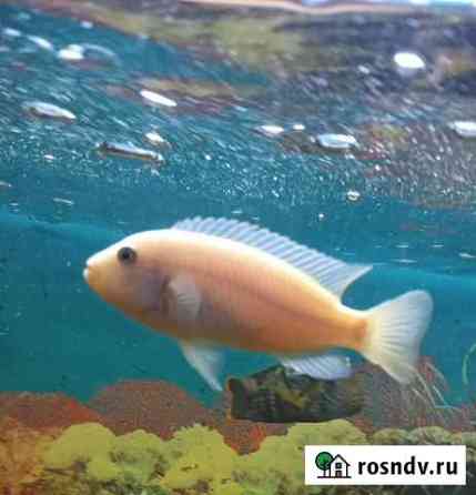 Рыба Волгодонск