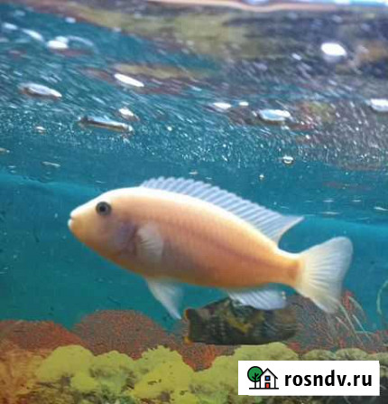 Рыба Волгодонск - изображение 1