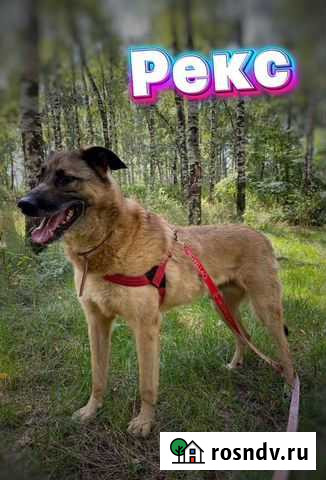 Молодой метис овчарки из приюта Москва - изображение 1