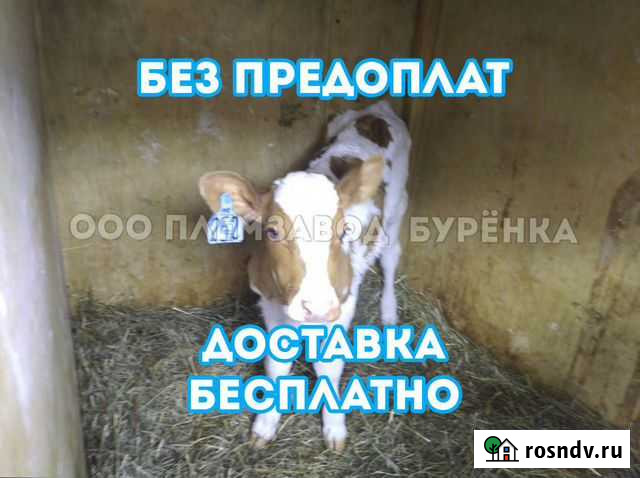 Телята телочки бычки Белгород - изображение 1