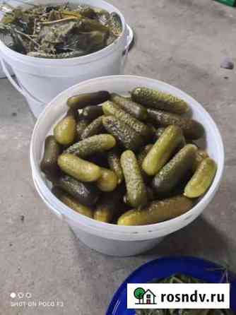 Огурцы соленые Киров