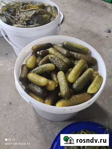 Огурцы соленые Киров - изображение 1