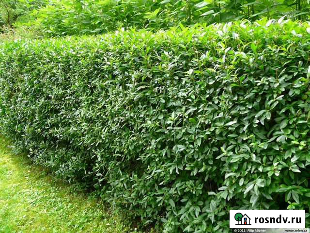 Живая Изгородь Бирючина Симферополь - изображение 1