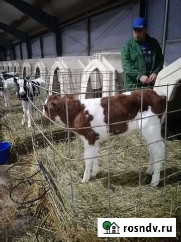 Бычки Телята мясных пород Каменск-Шахтинский - изображение 1