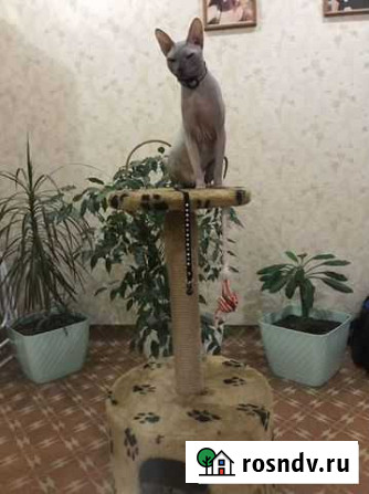 Кот на случку Красноярск - изображение 1