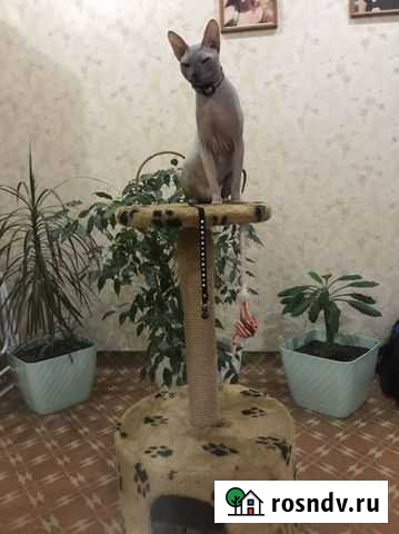 Кот на случку Красноярск - изображение 1