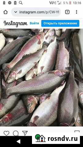 Свежая рыба форель Балашиха - изображение 1