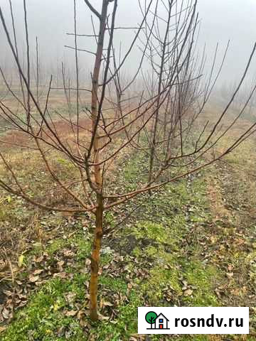 Яблоневый сад 106 Исламей - изображение 1