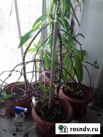 Золотой ус обмен на алоэ Балаково - изображение 1