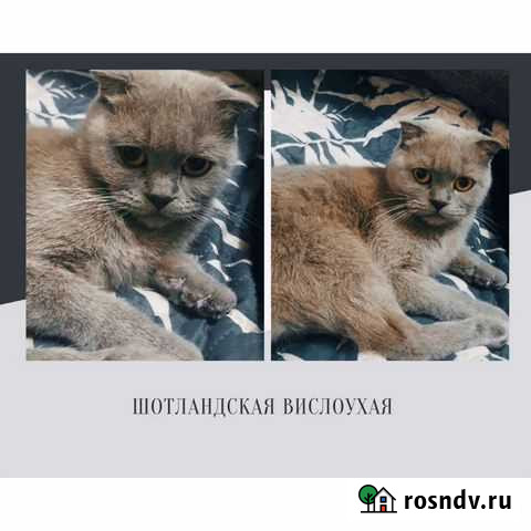 Кошка Краснодар - изображение 1