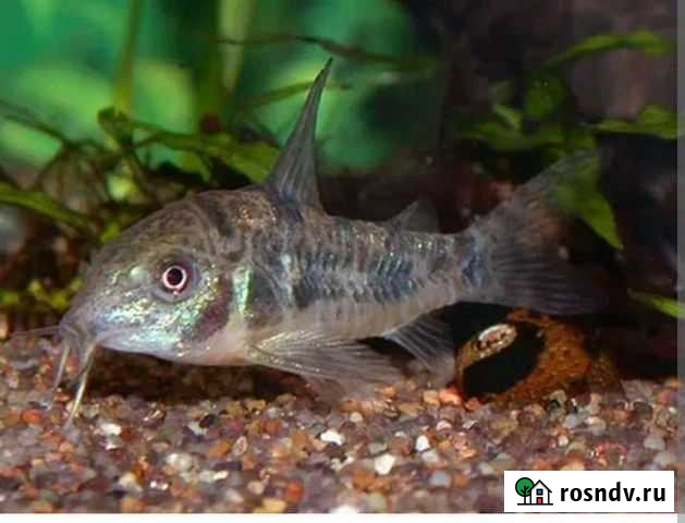 Коридорасы крапчатые Королев - изображение 1