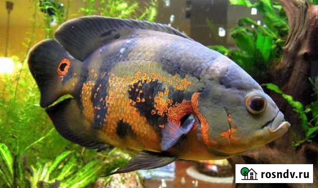 Продам астронотусов Борисоглебск - изображение 1