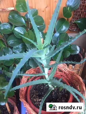 Алое Железнодорожный - изображение 1