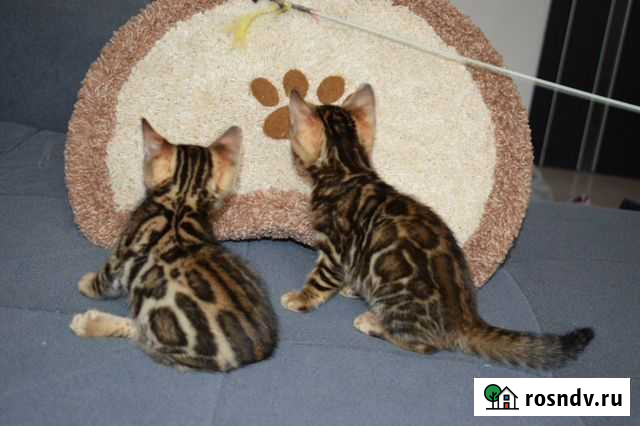 Бенгальские котята Москва - изображение 1