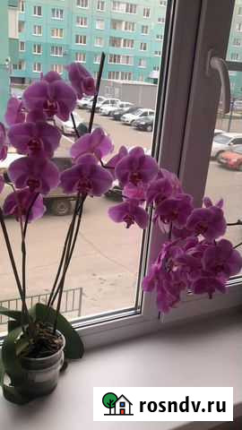 Орхидеи Ульяновск - изображение 1