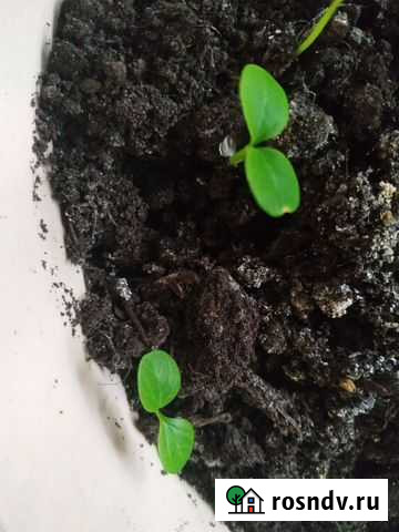 Молочай трехгранный Сергиев Посад - изображение 1