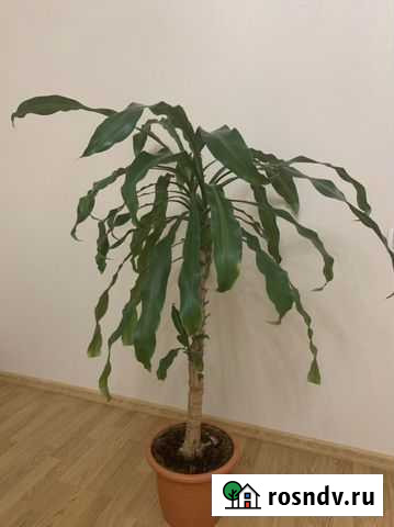 Пальмы. Юкка Сыктывкар - изображение 1