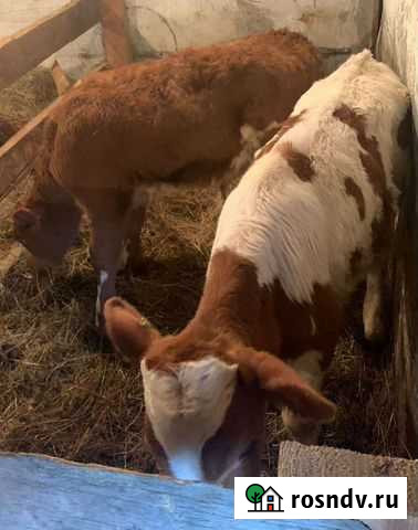 Телята Кармаскалы - изображение 1