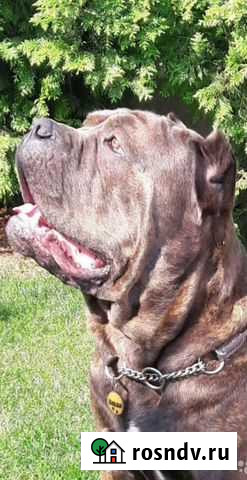 Итальянский кане корсо Ростов-на-Дону - изображение 1