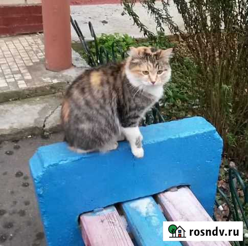 Кошка ищет дом Яхрома - изображение 1