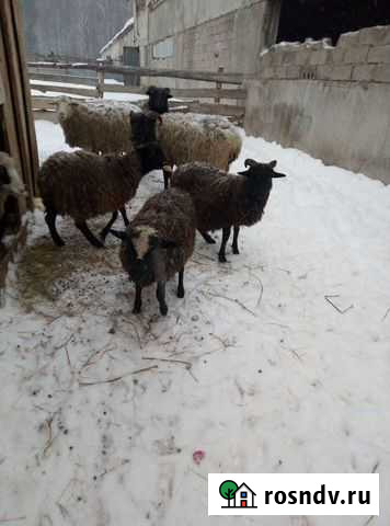 Поросята. Бараны Нефтекамск - изображение 1