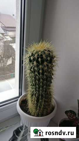 Кактус Казань - изображение 1