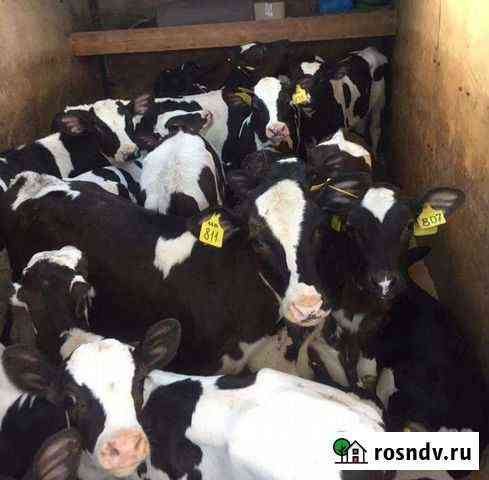 Телята бычки и тёлочки Жирновск