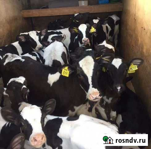 Телята бычки и тёлочки Жирновск - изображение 1