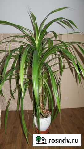 Пальма панданус Бор - изображение 1