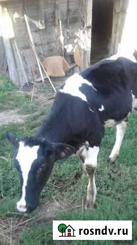 Телка Одоев - изображение 1