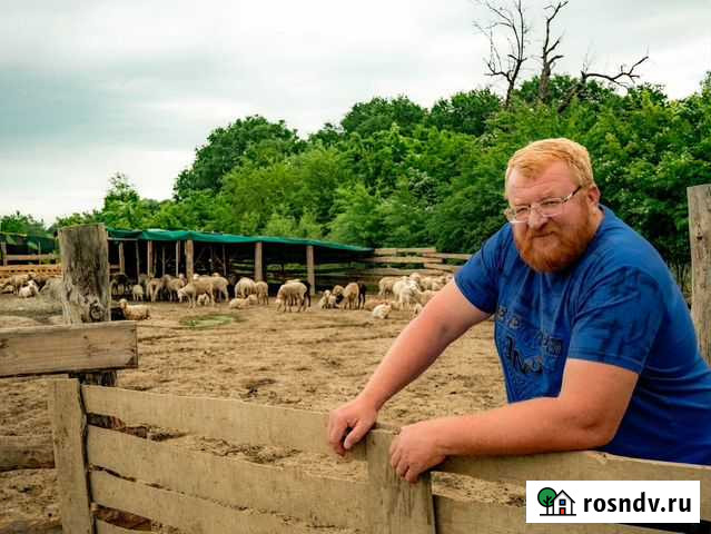 Опытная овечья ферма ищет партнеров Краснодар - изображение 1