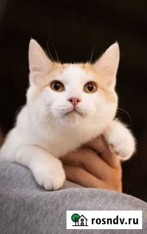 Котик Саратов - изображение 1