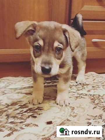 Собака Волгоград - изображение 1