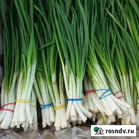 Лук зеленый Заворонежское - изображение 1