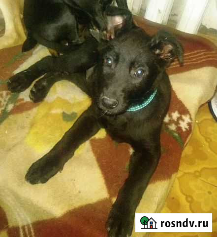 Щенок в добрые руки Пятигорск - изображение 1