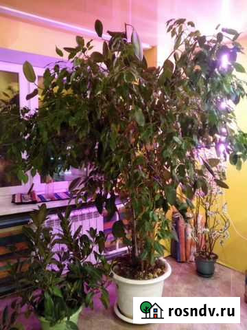 Фикус бенджамина большой Тюмень - изображение 1