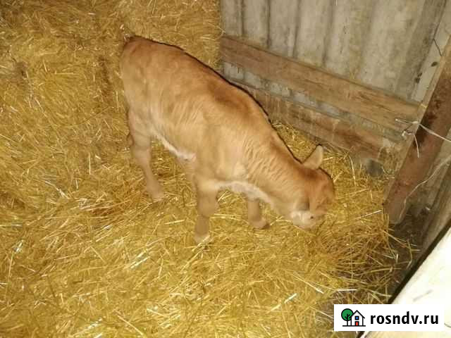 Коза нубийская Грозный - изображение 1