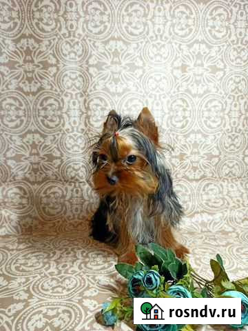 Мальчишки мини Грэсовский - изображение 1