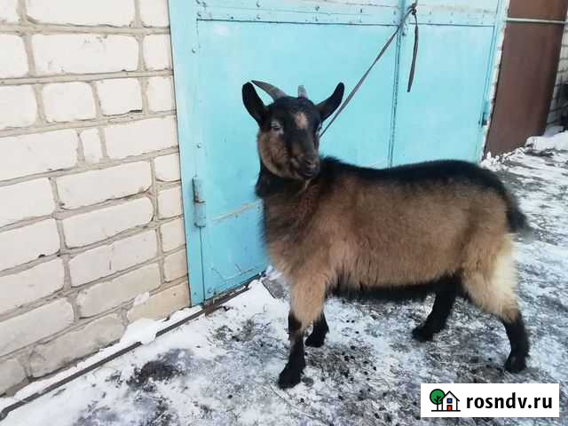 Коза Арзамас - изображение 1