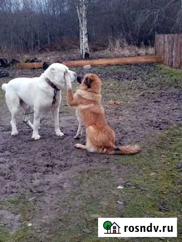 Щенки Ржев - изображение 1