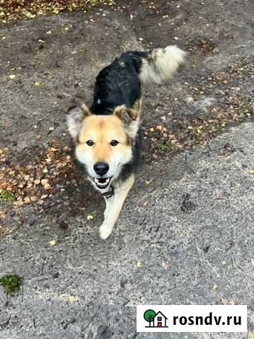 Метис Санкт-Петербург - изображение 1