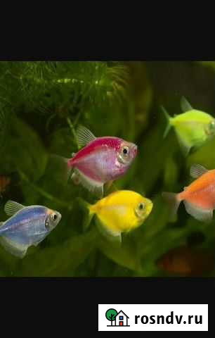 Аквариумные рыбки Вологда - изображение 1