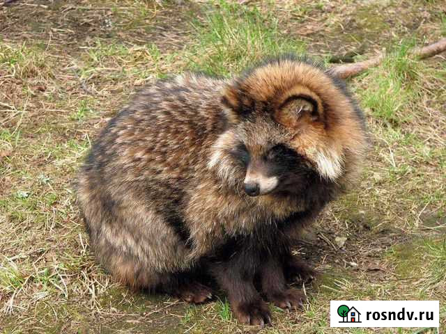 Енот Новозыбков - изображение 1