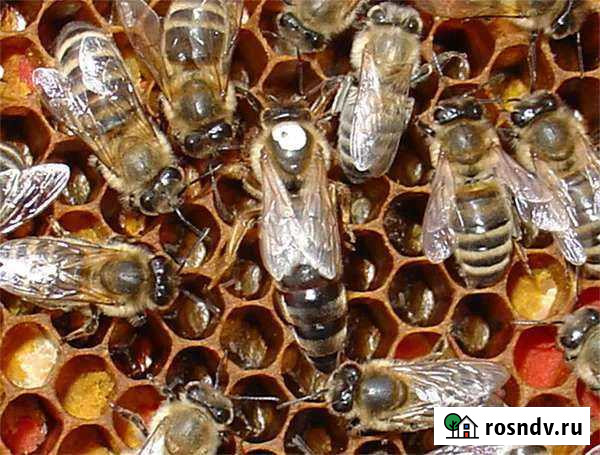 Плодные матки Бакфаст Карника Бор - изображение 1