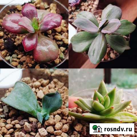 Редкие суккуленты Уварово - изображение 1