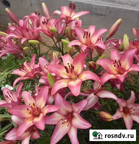 Лилии, лилейники, ирисы, пеларгонии Санкт-Петербург - изображение 1