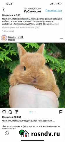 Ласковые кролики Москва - изображение 1